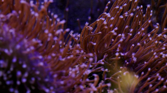 艳丽珊瑚：地球上最古老的海洋生物之一08