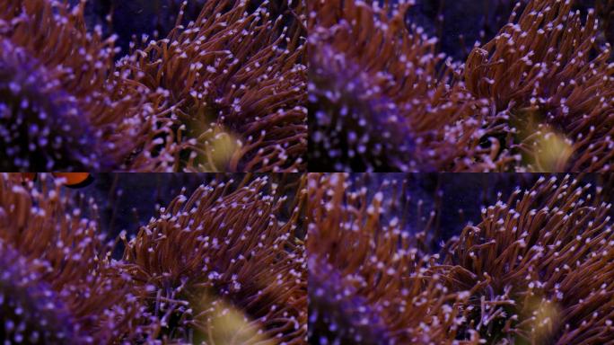 艳丽珊瑚：地球上最古老的海洋生物之一08