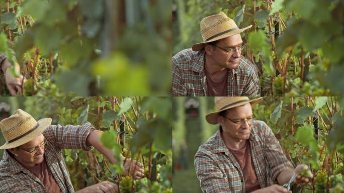 在采摘葡萄的男人外国男子采摘庄园水果