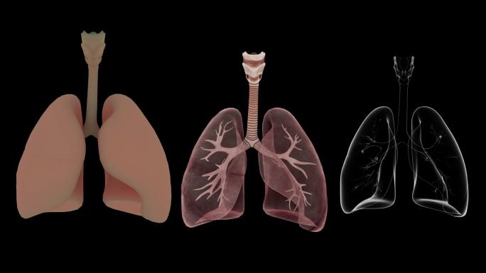 【带通道】肺部呼吸收缩动画展示