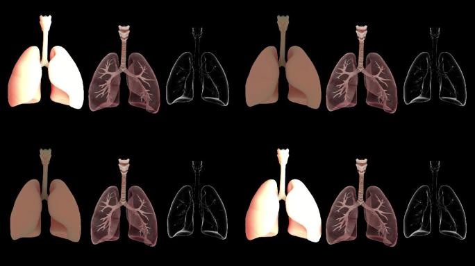 【带通道】肺部呼吸收缩动画展示