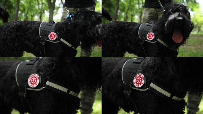 户外训练后，带安全带的黑色大雪纳瑞犬
