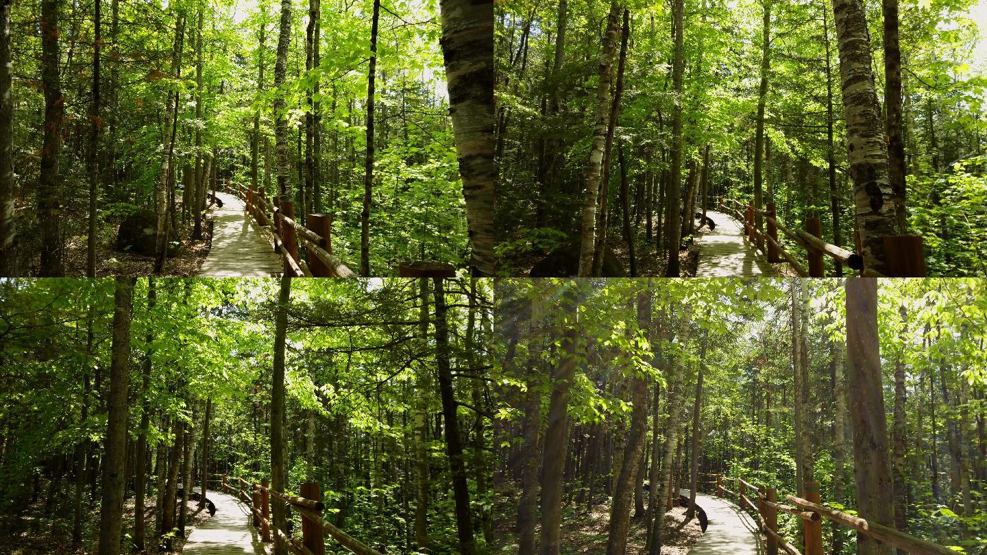 森林中一条木路幽静小路