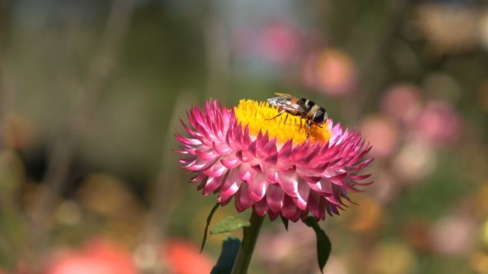 采集花蜜的蜜蜂春天春光蜂蜜授粉花卉花朵