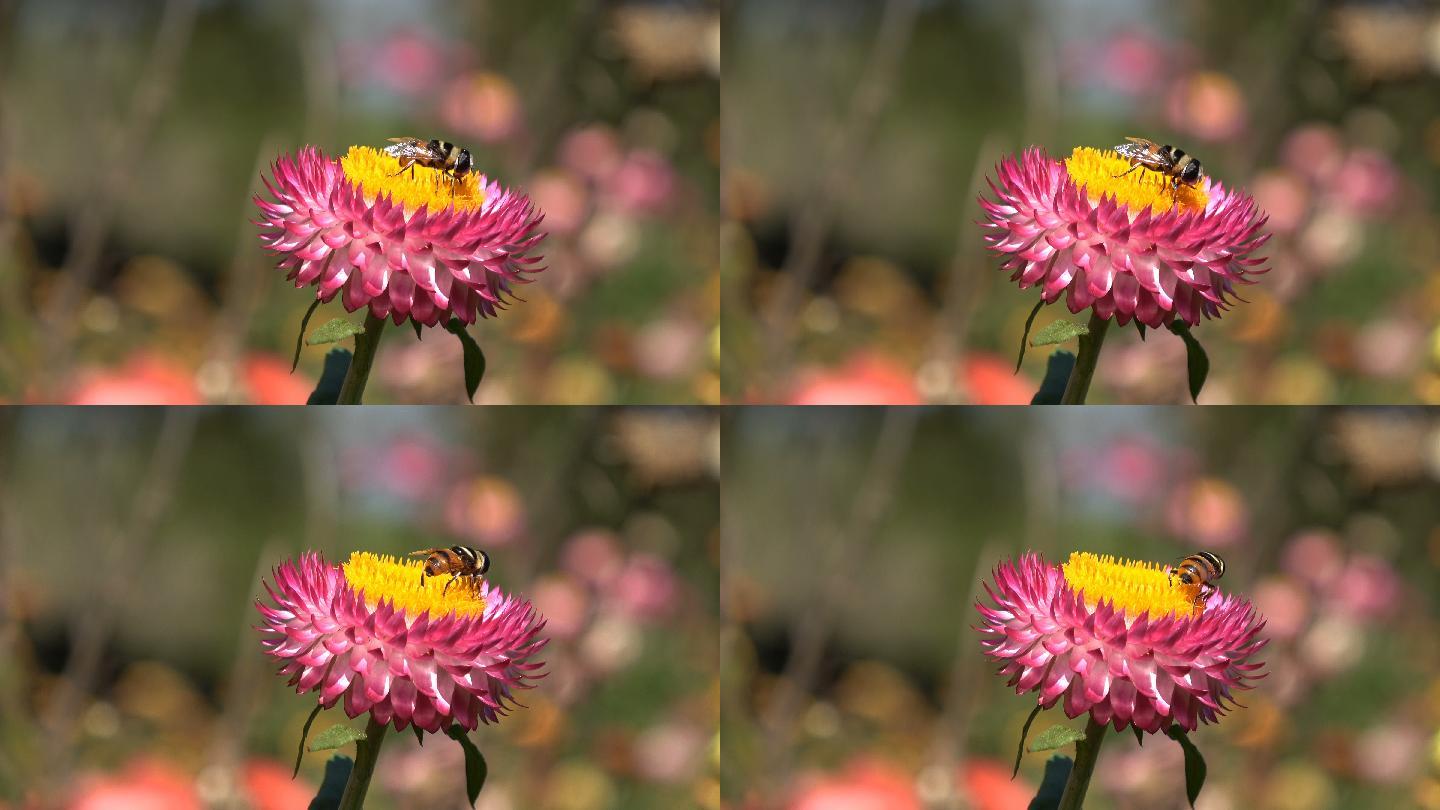 采集花蜜的蜜蜂春天春光蜂蜜授粉花卉花朵