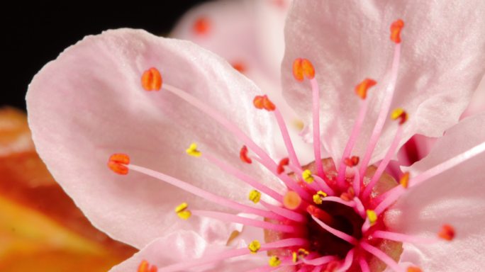 粉红樱花盛开花开延时实拍视频特写镜头