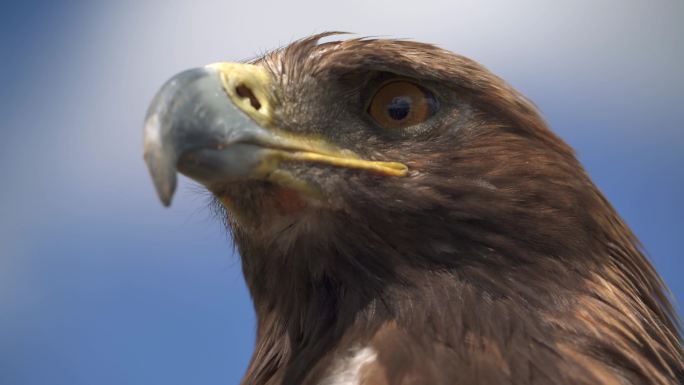 一只自由的野生金鹰鸟栖息在绿色草地的自然栖息地
