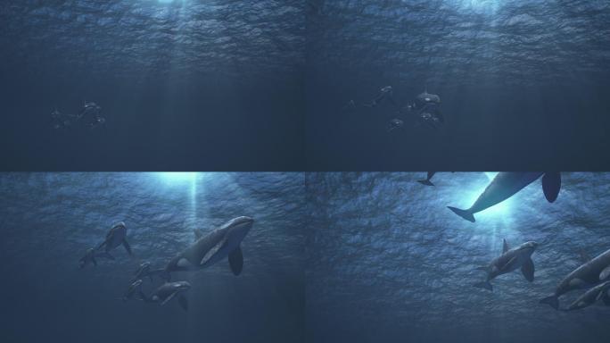 一群虎鲸冲着摄像机游过去
