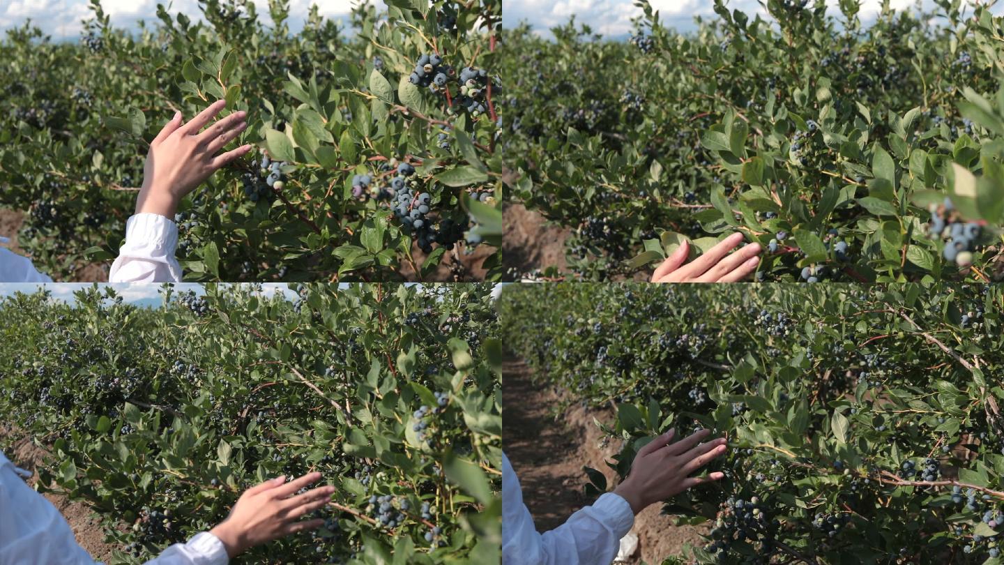 一名妇女用手触摸蓝莓农场的蓝莓。