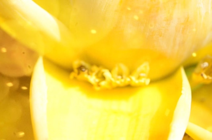 暖阳的阳光，金灿灿的金莲可爱的小蜜蜂