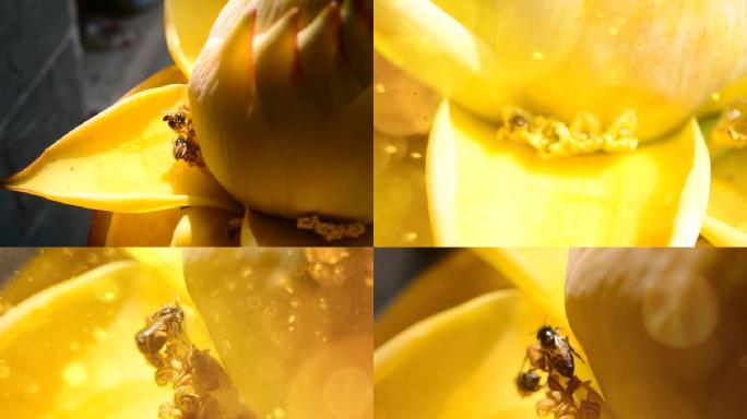 暖阳的阳光，金灿灿的金莲可爱的小蜜蜂