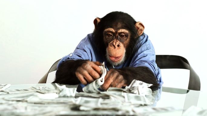 黑猩猩数钱领带
