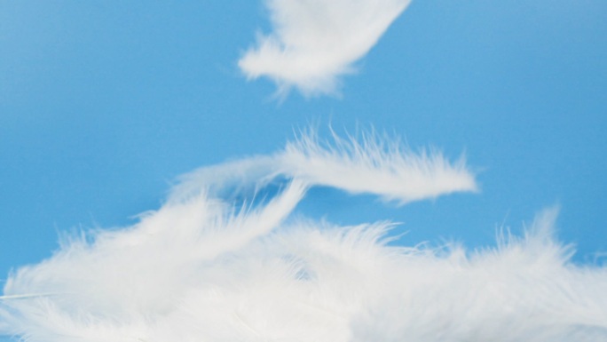 白色蓬松的羽毛落在蓝色背景上