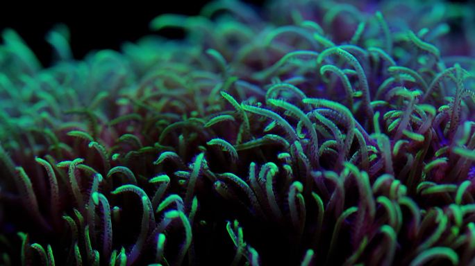 艳丽珊瑚：地球上最古老的海洋生物之一11