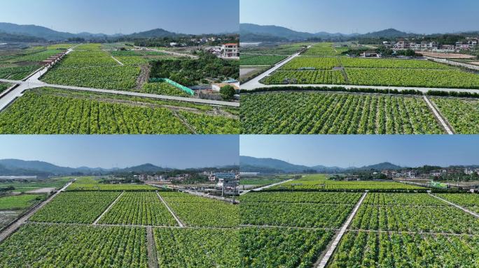 航拍5k广州增城小楼镇村迟菜心（御3）