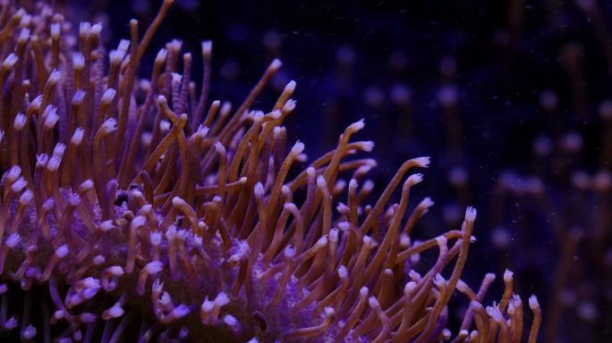艳丽珊瑚：地球上最古老的海洋生物之一15