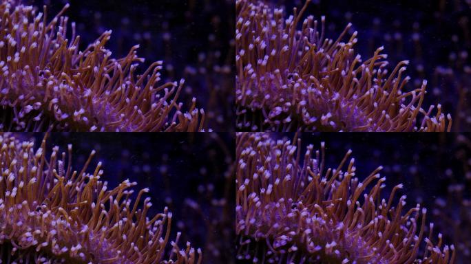 艳丽珊瑚：地球上最古老的海洋生物之一15