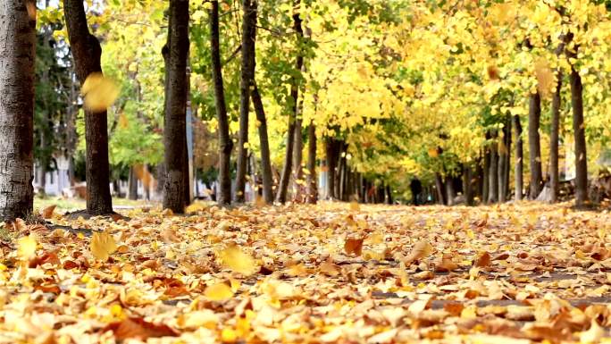 秋天的城市公园。街景秋风扫落叶秋季秋景秋