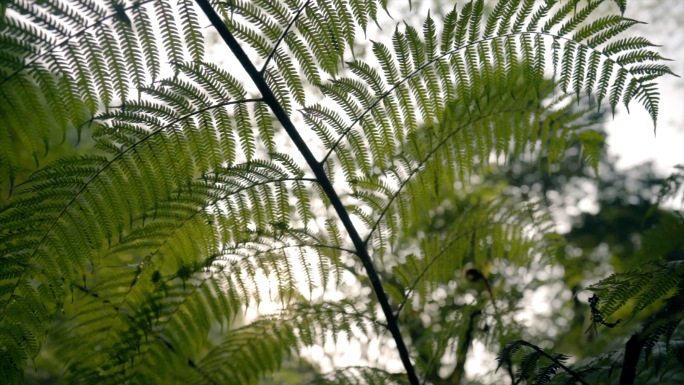 山间树林丛林蕨类植物桫椤树