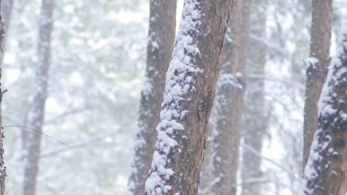 4K实拍森林雪景长时间录制19组