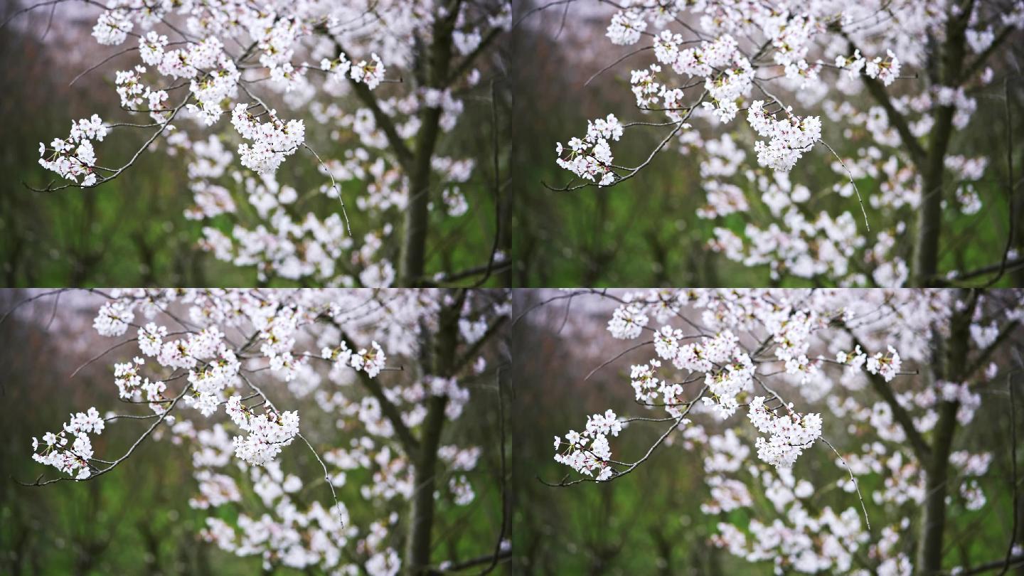 风中飘舞的樱花桃花