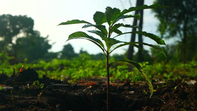 植树希望梦想特写镜头慢镜头慢动作