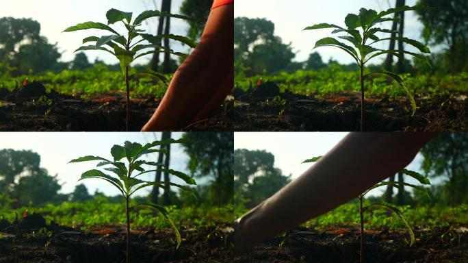 植树希望梦想特写镜头慢镜头慢动作