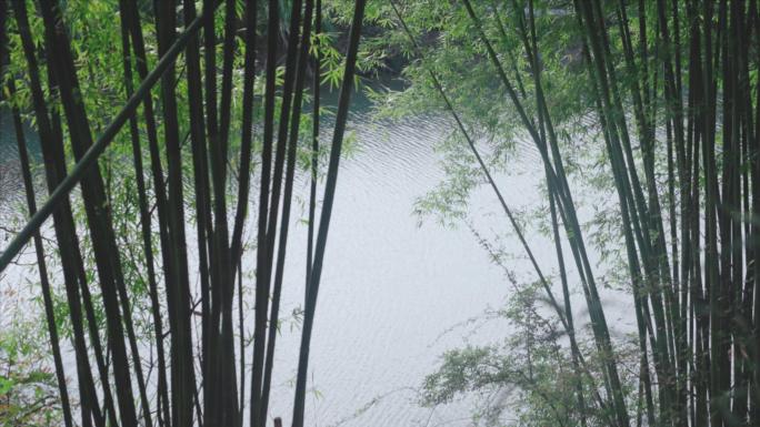 竹林山水 唯美光影空镜 生态绿化