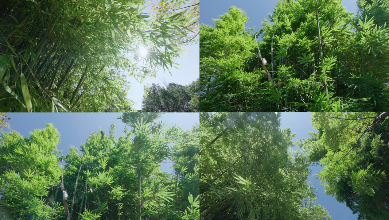竹林山水 唯美光影空镜 生态绿化