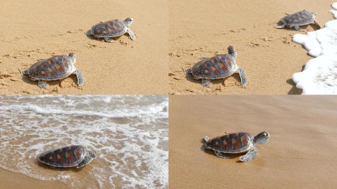 海龟爬向大海