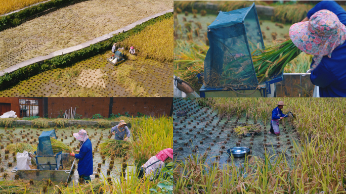 农民收割水稻 稻田记