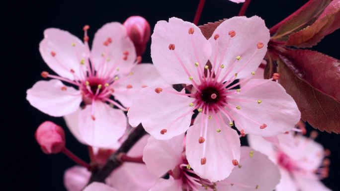 粉红色樱花盛开花朵开放延时花开花落粉色花