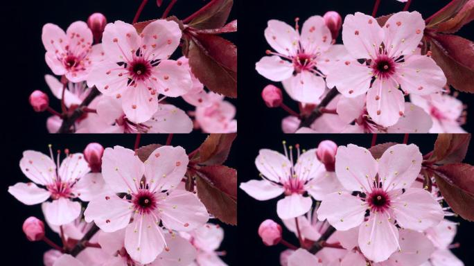 粉红色樱花盛开花朵开放延时花开花落粉色花