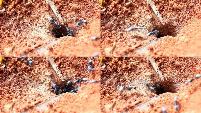 蚁丘集体蚁巢微生物栖息地视频素材