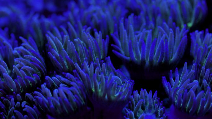 艳丽珊瑚：地球上最古老的海洋生物之一19