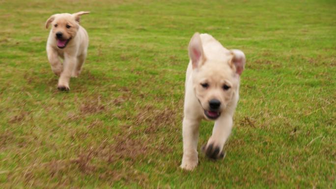 可爱的小狗拉布拉多在草坪上奔跑