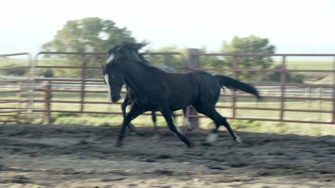 牧场竞技场上的两匹马在互相争斗