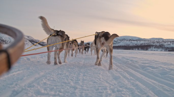 雪橇狗在雪地里奔跑