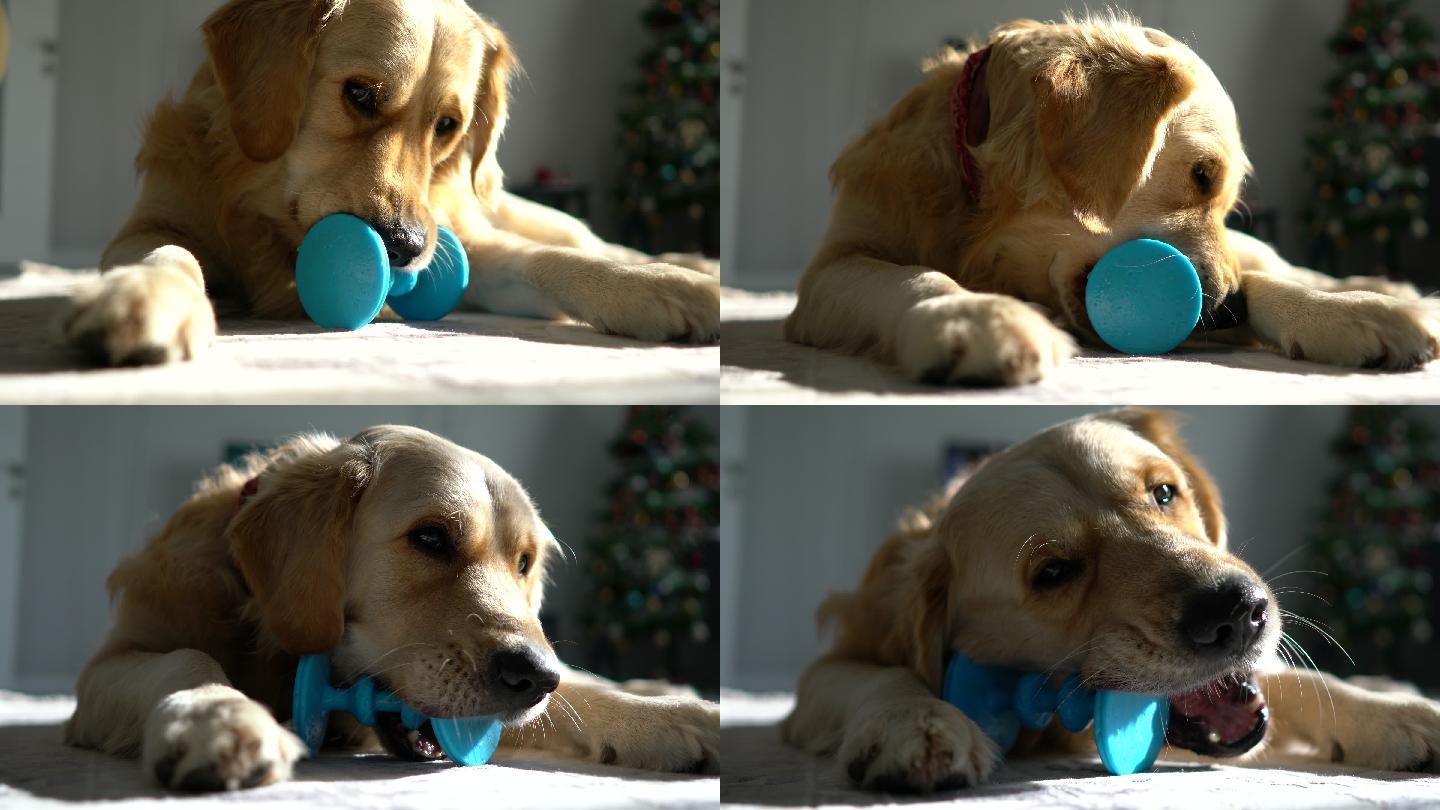 无聊的金毛寻回犬在客厅玩她的玩具。