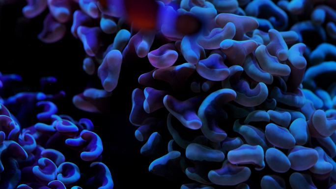 艳丽珊瑚：地球上最古老的海洋生物之一12