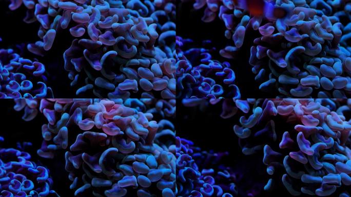 艳丽珊瑚：地球上最古老的海洋生物之一12