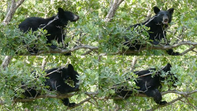 树顶上的黑熊幼崽正在吃橡子