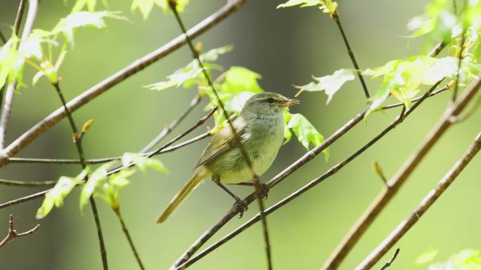 树枝上的小鸟鸟儿站在枝头自然春天森林鸟类