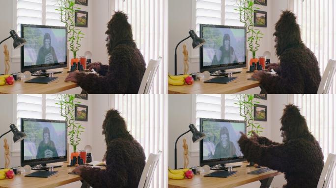 萨斯夸奇和大猩猩在线视频会议