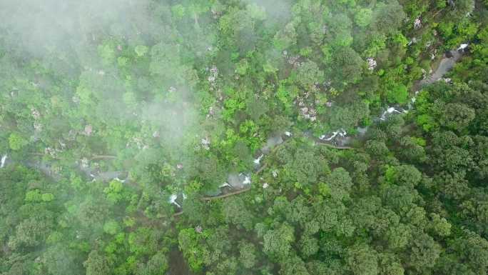 航拍雾景森林河流树林流水杜鹃花4K