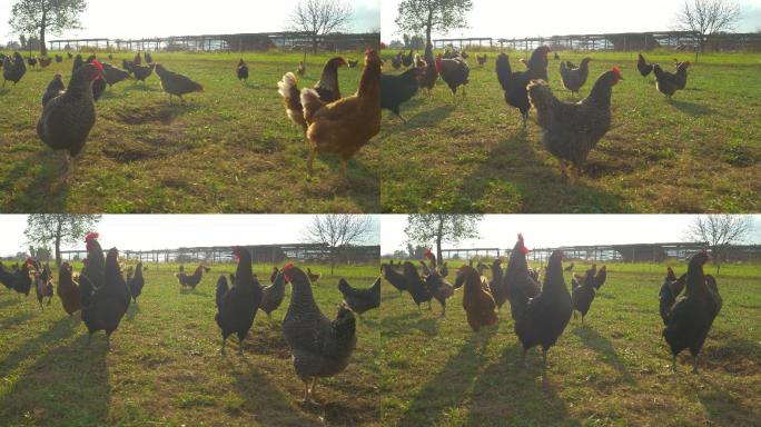 一群自由放养的小鸡在草地上探索。