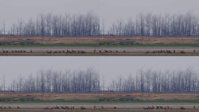 6K大雁蹒跚走在南方湿地