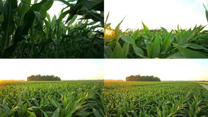 黎明时分拍摄的一片玉米地