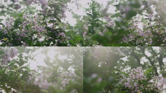 苏州园林里盛开的丁香花