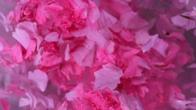 粉红色的粉末和玫瑰花瓣令人印象深刻地爆炸